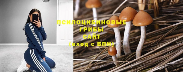 прущие грибы Михайловка